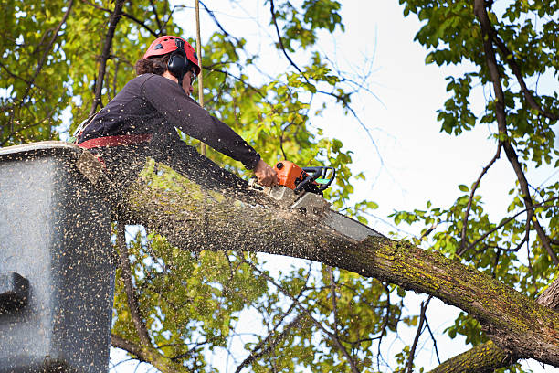 The Steps Involved in Our Tree Care Process in Dryden, MI